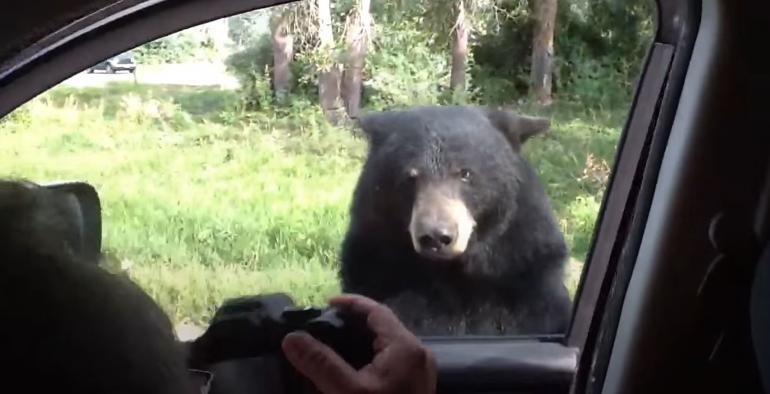 Bear opens car door