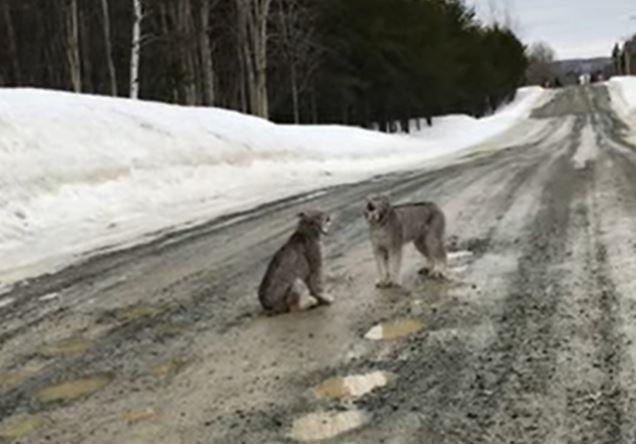 Lynx in love