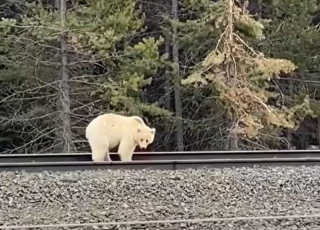 White grizzly bear