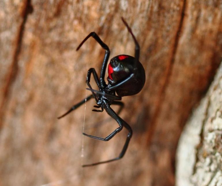 Black widow spider