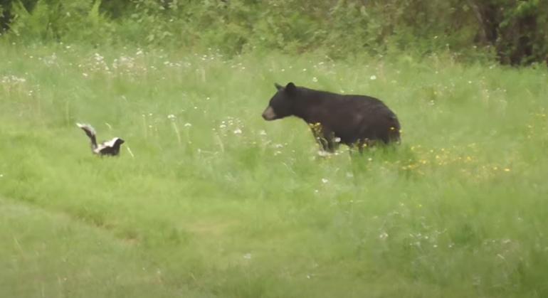 bear vs skunk