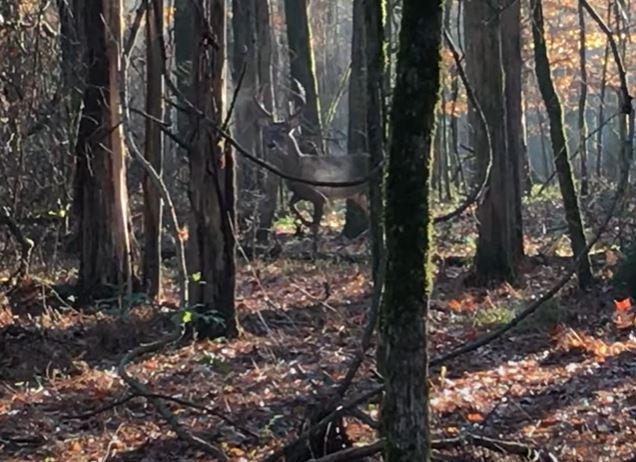 Whitetail buck snort