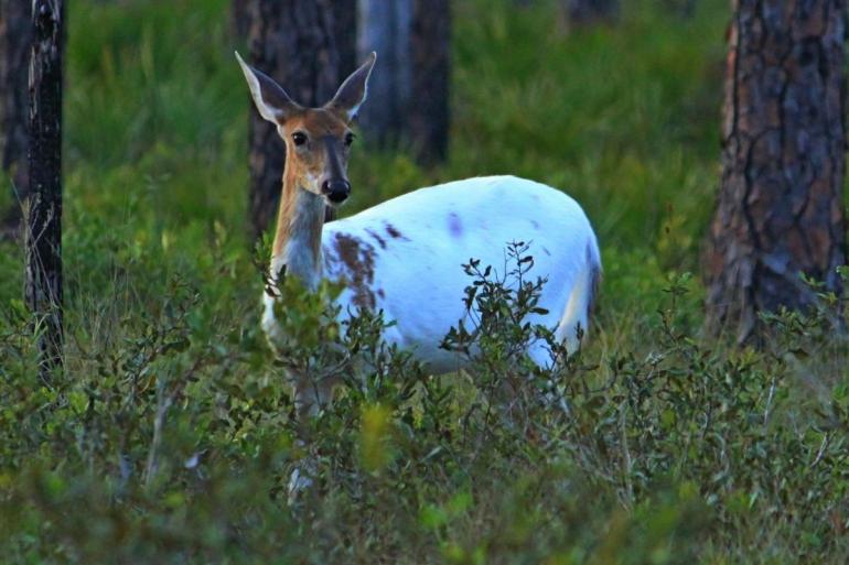 Piebald deer