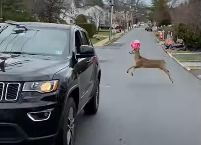 Beach ball deer