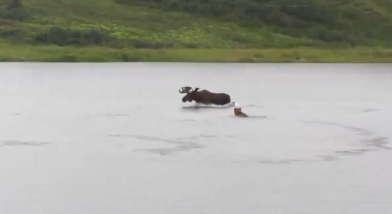 Bear swims after moose