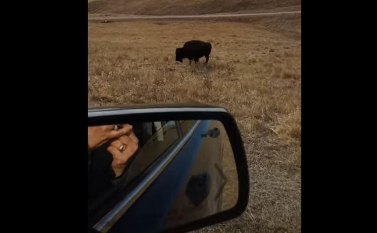 Bison lick car