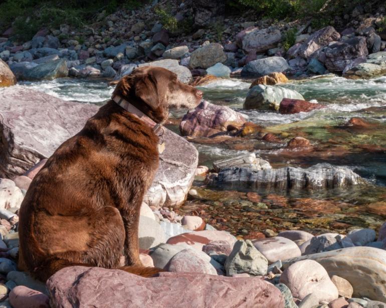 Dog contemplating fish