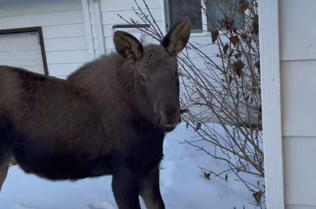 Puppyish moose