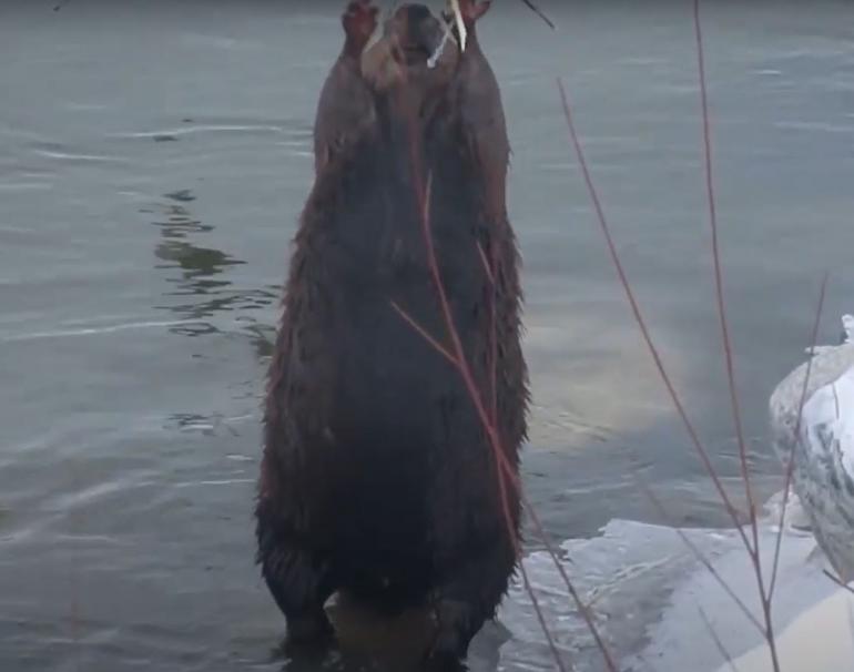 Beaver stretching upright