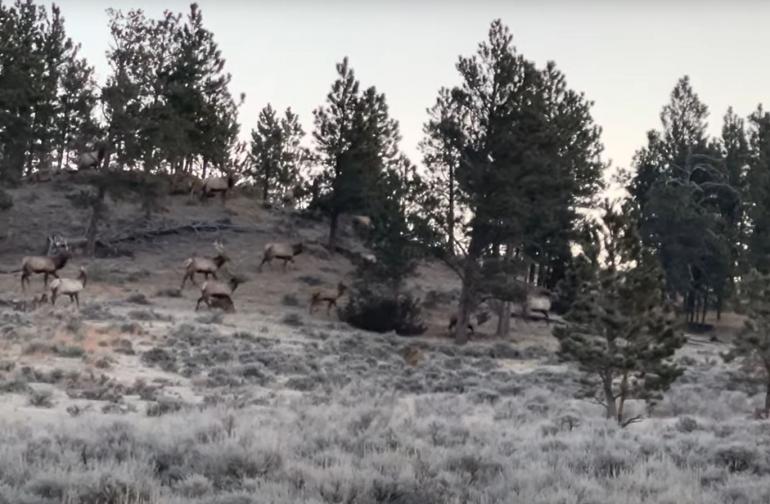 Elk herd