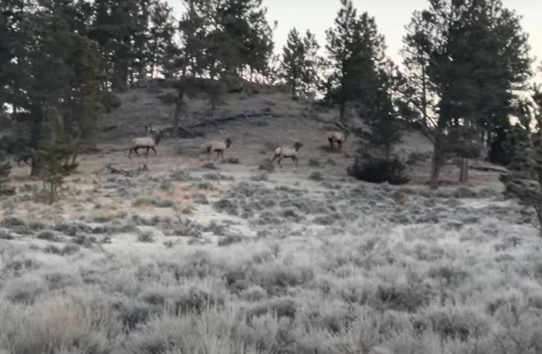 Elk herd