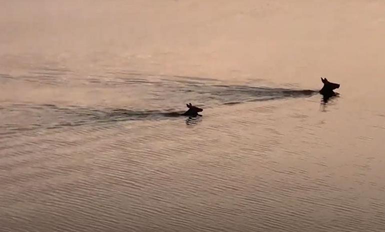 Elk swimming in Yellowstone