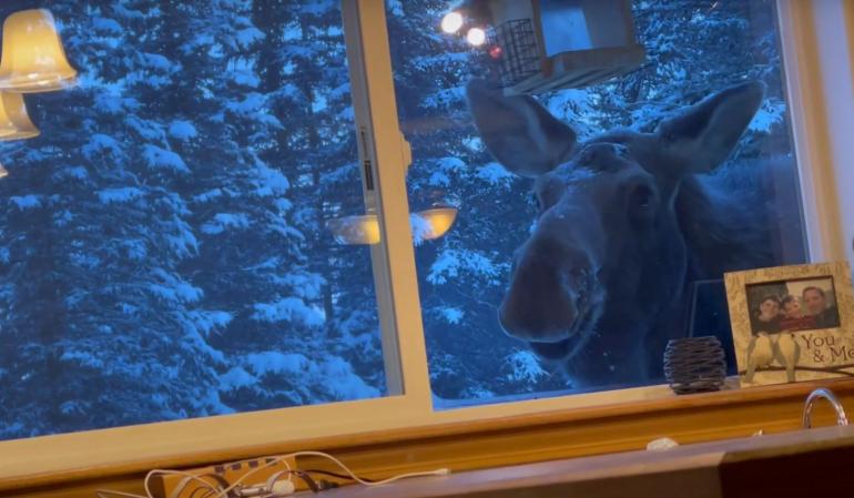 Moose eating birdseed