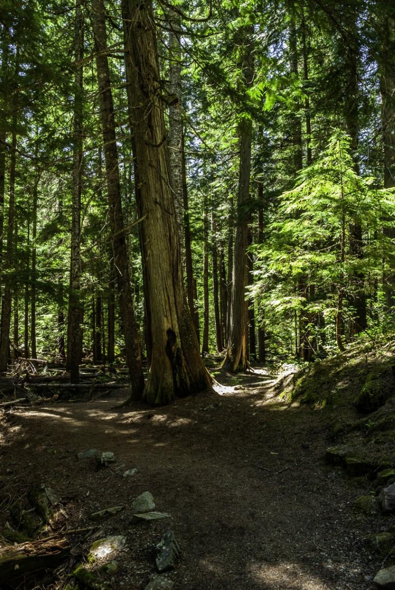 Lincoln County wilderness