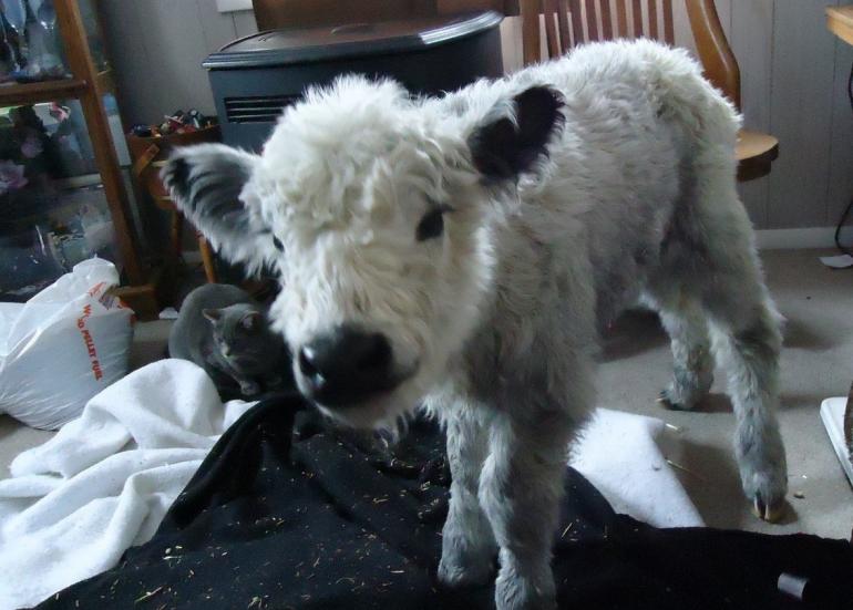 Snowflake the calf