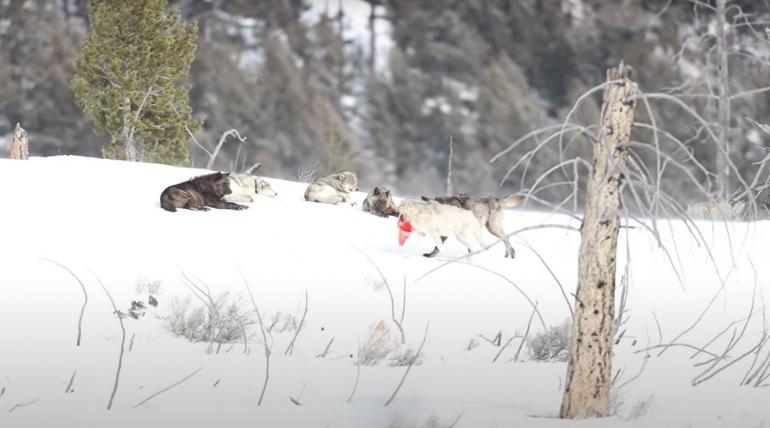 Wolf pack at play