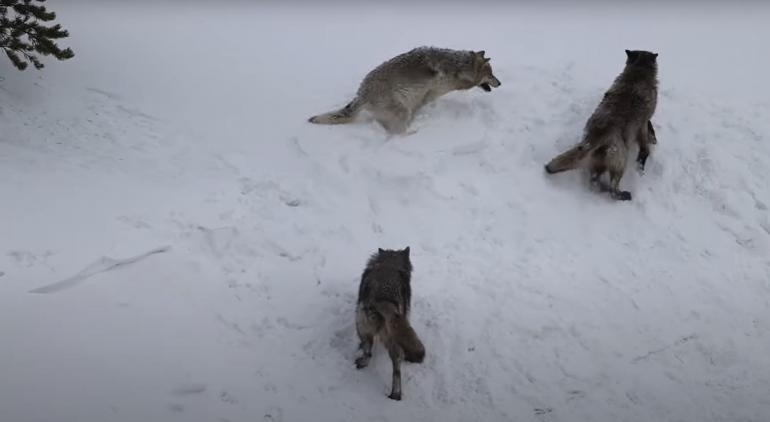 Wolf pack at play