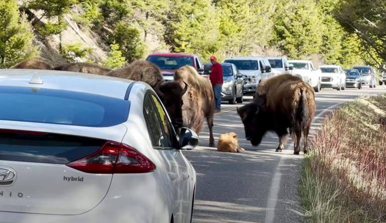 Baby bison traffic jam