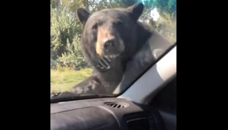 Bear on car