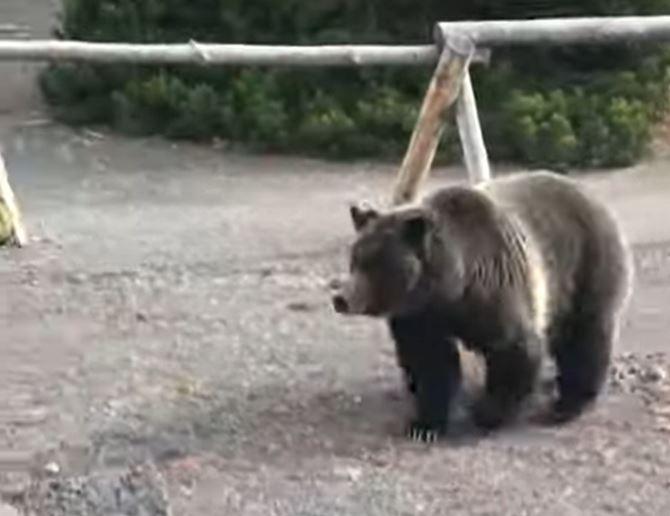 Yellowstone grizzly