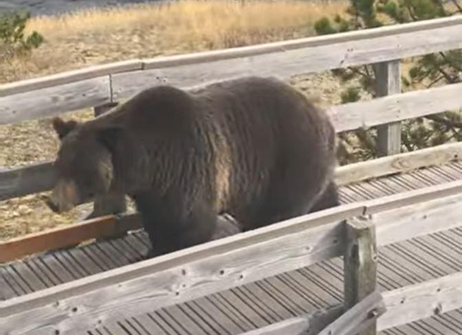 Yellowstone bear