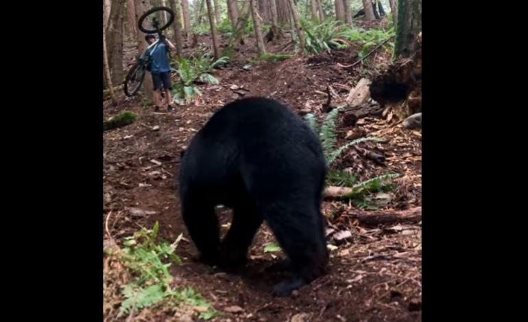 Bear and boy with bike