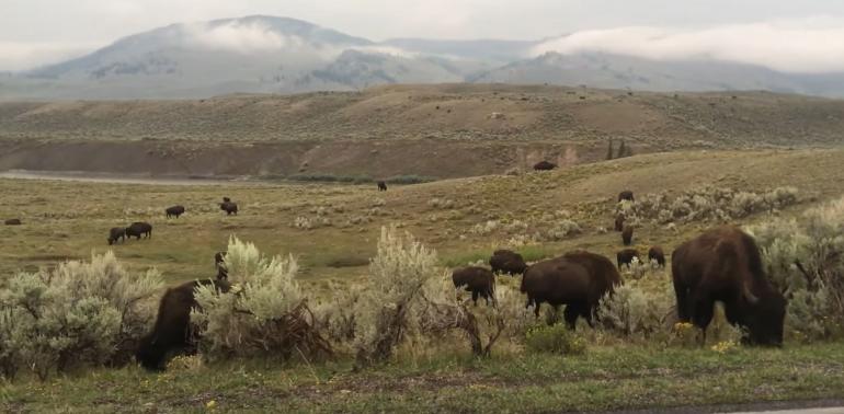 Rutting bison