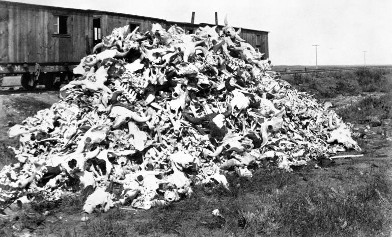 Bison bones.