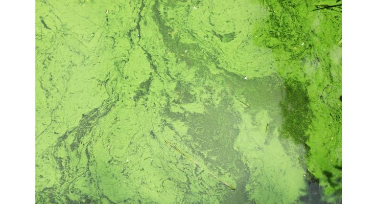 Harmful Algae Bloom (HAB)