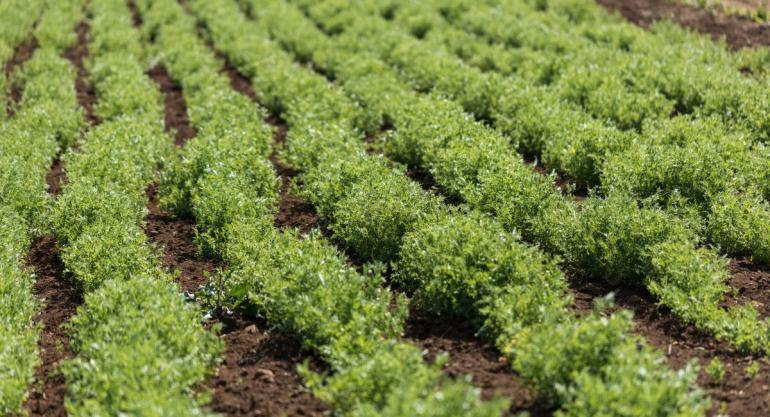 Lentil Plants