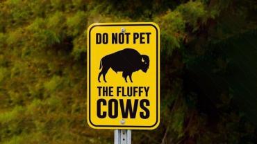 Do Not Pet the Fluffy Cows