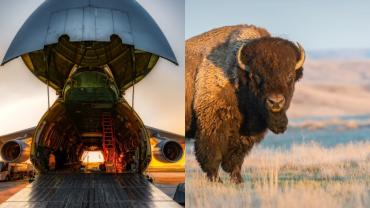 Bison/plane collage