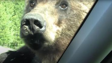 Curious grizzly investigates car