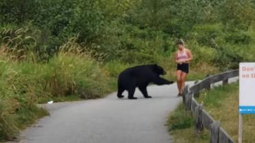 Bear reaching towards jogger