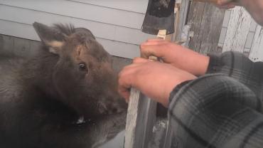 Moose caught in fence