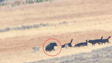 Bear and wolves in Yellowstone red circle