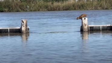 Bobcat jump