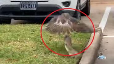 Hawk vs bunny