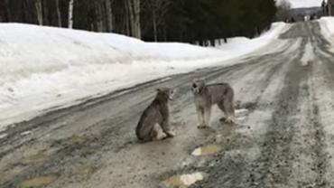 Lynx in love