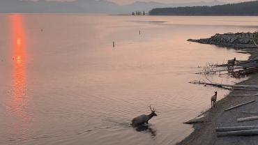 Elk swimming in Yellowstone