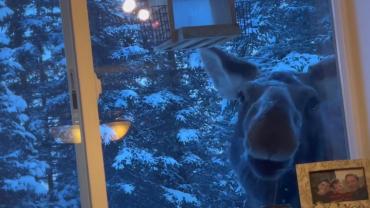 Moose eating birdseed