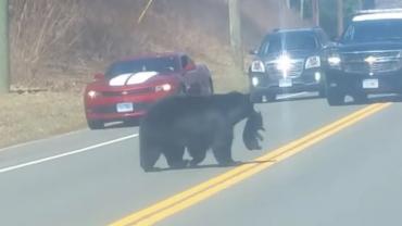 Mama bear struggles to get cubs across road