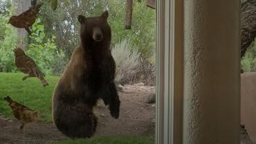 Bear and bird feeder