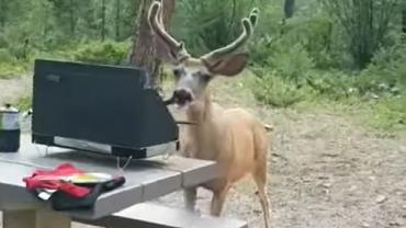 Deer with hot dog