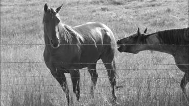 MMP Horses