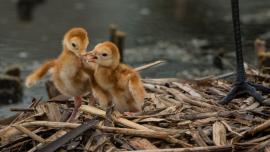 Sandhill Chicks