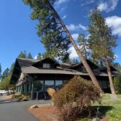 Tree falls on Country Club