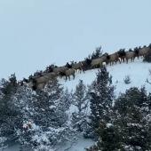 Livingston Elk