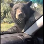 Bear on car