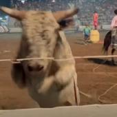 Bull jumps into stands at rodeo